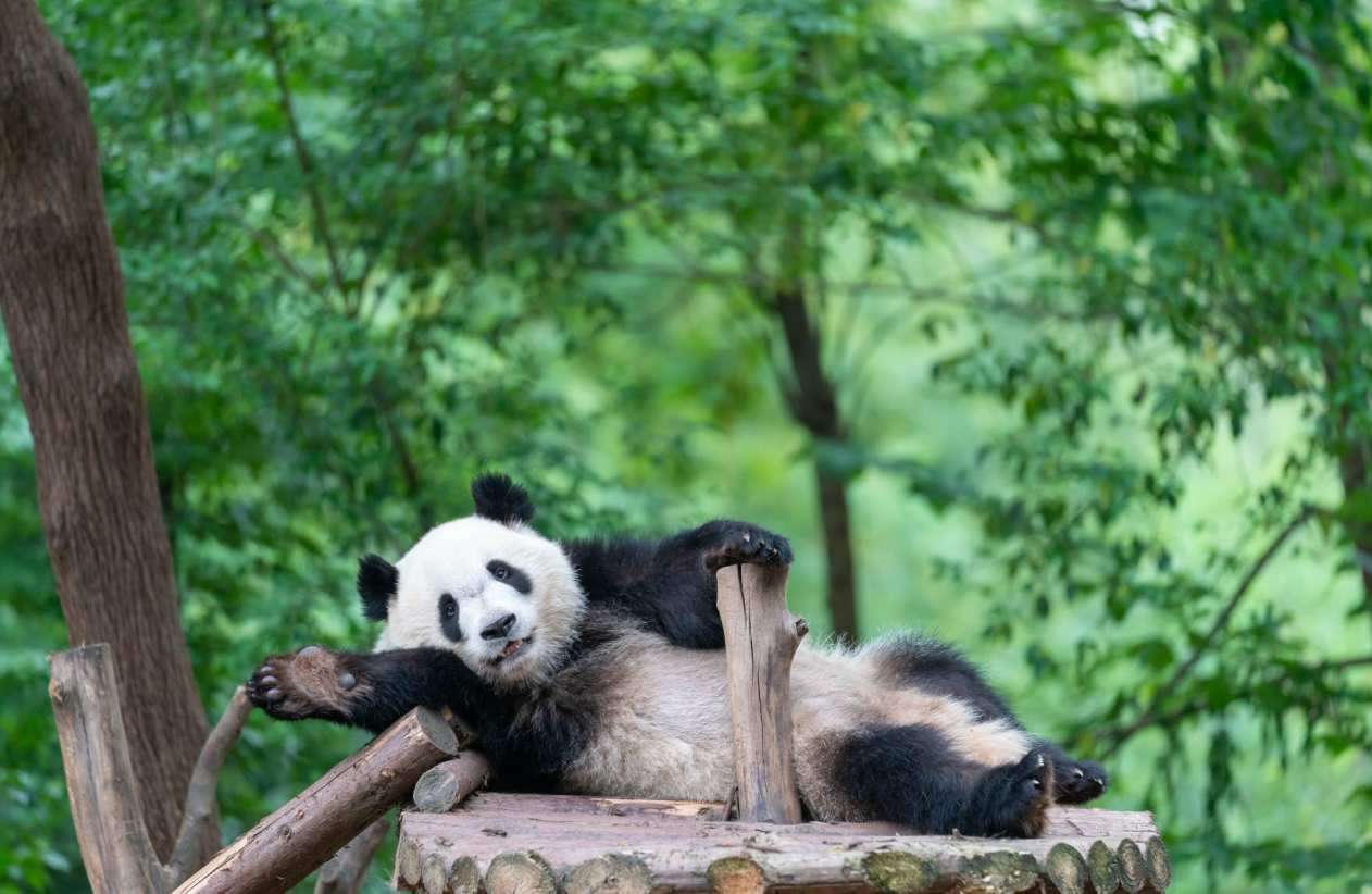 Chengdu: The Heart of Sichuan and the Home of the Giant Pandas